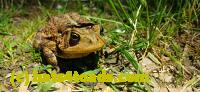 /home//u458753944/public_html/sourcegallery//////Roxborough Toad Detour/2025/2025-04-26/20250426_203134.jpg